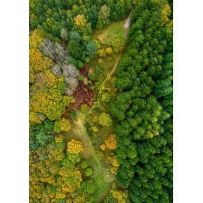 Tislum Skov